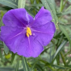 Solanum linearifolium (Kangaroo Apple) at Jerrabomberra, NSW - 1 Oct 2021 by Steve_Bok