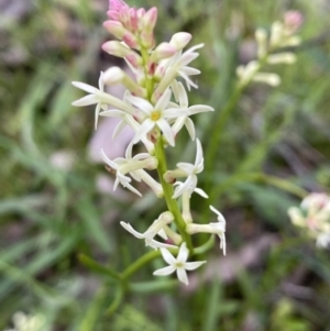 Stackhousia monogyna at Jerrabomberra, NSW - 1 Oct 2021