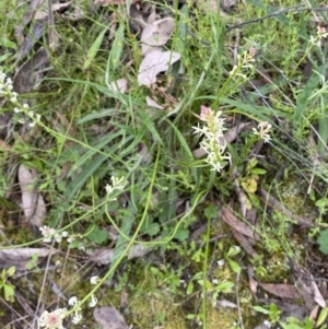 Stackhousia monogyna at Jerrabomberra, NSW - 1 Oct 2021