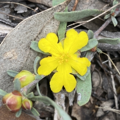 Hibbertia obtusifolia (Grey Guinea-flower) at Jerrabomberra, NSW - 1 Oct 2021 by Steve_Bok