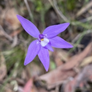 Glossodia major at Jerrabomberra, NSW - 1 Oct 2021