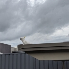 Cacatua galerita (Sulphur-crested Cockatoo) at East Albury, NSW - 30 Sep 2021 by Darcy