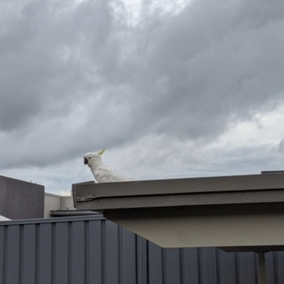 Cacatua galerita (Sulphur-crested Cockatoo) at East Albury, NSW - 30 Sep 2021 by Darcy