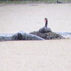 Cygnus atratus (Black Swan) at Splitters Creek, NSW - 1 Oct 2021 by Darcy