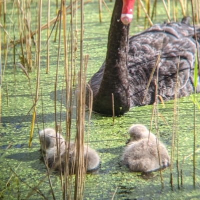 Cygnus atratus (Black Swan) at Splitters Creek, NSW - 1 Oct 2021 by Darcy