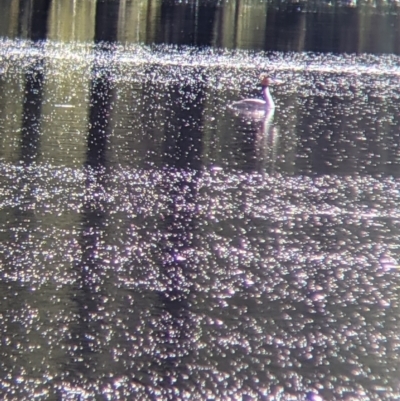 Podiceps cristatus (Great Crested Grebe) at Splitters Creek, NSW - 1 Oct 2021 by Darcy