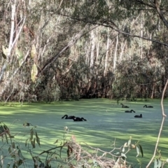 Cygnus atratus (Black Swan) at Splitters Creek, NSW - 1 Oct 2021 by Darcy