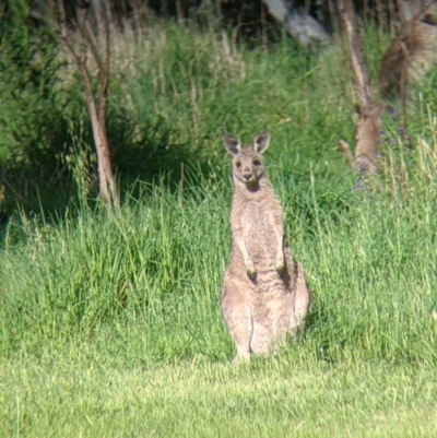 Macropus giganteus (Eastern Grey Kangaroo) at Splitters Creek, NSW - 1 Oct 2021 by Darcy