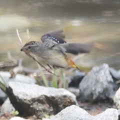 Pardalotus punctatus at Belconnen, ACT - 1 Oct 2021