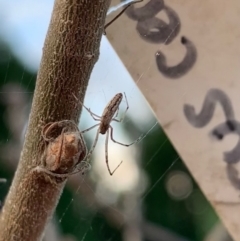 Tetragnatha demissa at Murrumbateman, NSW - 28 Sep 2021