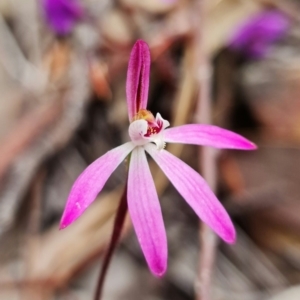 Caladenia fuscata at Coree, ACT - 1 Oct 2021