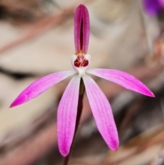 Caladenia fuscata at Coree, ACT - 1 Oct 2021