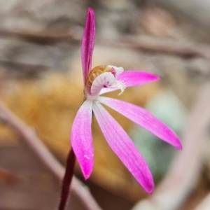 Caladenia fuscata at Coree, ACT - 1 Oct 2021