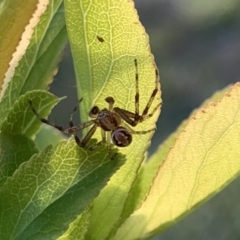 Stiphidiidae (family) (Platform or Sheetweb spider) at Murrumbateman, NSW - 28 Sep 2021 by SimoneC