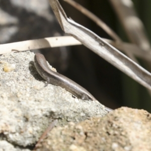 Lampropholis delicata at Belconnen, ACT - 1 Oct 2021