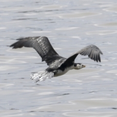 Microcarbo melanoleucos (Little Pied Cormorant) at Belconnen, ACT - 1 Oct 2021 by AlisonMilton