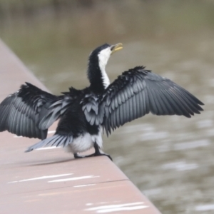 Microcarbo melanoleucos at Belconnen, ACT - 1 Oct 2021