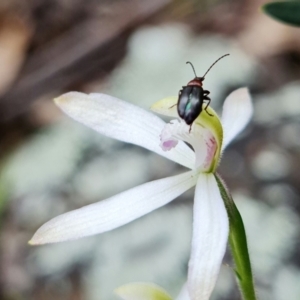 Caladenia ustulata at Coree, ACT - 1 Oct 2021