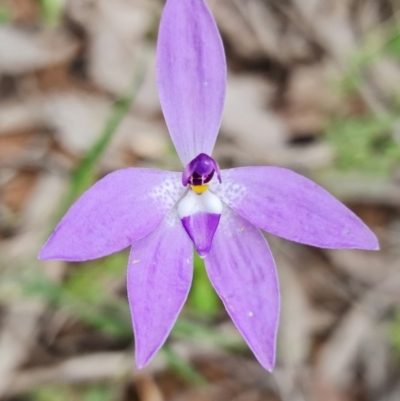 Glossodia major (Wax Lip Orchid) at Coree, ACT - 1 Oct 2021 by RobG1