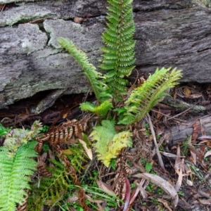 Polystichum proliferum at Jingera, NSW - 24 May 2021