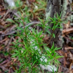 Leucopogon affinis (Lance Beard-heath) at Jingera, NSW - 24 May 2021 by rossleetabak