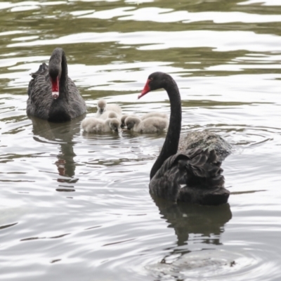 Cygnus atratus (Black Swan) at Belconnen, ACT - 1 Oct 2021 by AlisonMilton