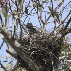 Gymnorhina tibicen (Australian Magpie) at Hawker, ACT - 28 Sep 2021 by AlisonMilton