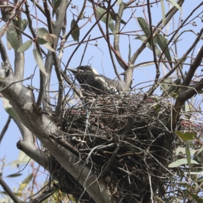 Gymnorhina tibicen (Australian Magpie) at Hawker, ACT - 28 Sep 2021 by AlisonMilton