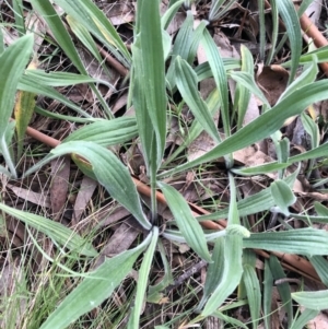 Plantago varia at Belconnen, ACT - 1 Oct 2021 05:55 PM