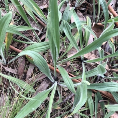 Plantago varia (Native Plaintain) at Belconnen, ACT - 1 Oct 2021 by Dora