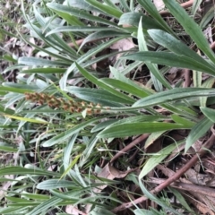 Plantago varia at Belconnen, ACT - 1 Oct 2021 05:55 PM