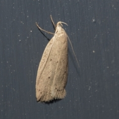 Chezala privatella (A Concealer moth) at Higgins, ACT - 29 Sep 2021 by AlisonMilton