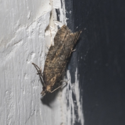 Tortricinae (subfamily) (A tortrix moth) at Higgins, ACT - 29 Sep 2021 by AlisonMilton