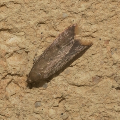 Tachystola (genus) at Higgins, ACT - 29 Sep 2021 by AlisonMilton