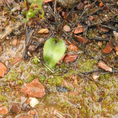 Eriochilus cucullatus (Parson's Bands) at Carwoola, NSW - 1 Oct 2021 by Liam.m