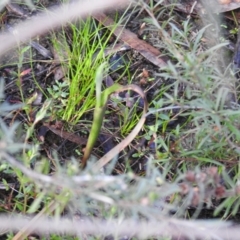 Thelymitra sp. (A Sun Orchid) at Carwoola, NSW - 1 Oct 2021 by Liam.m