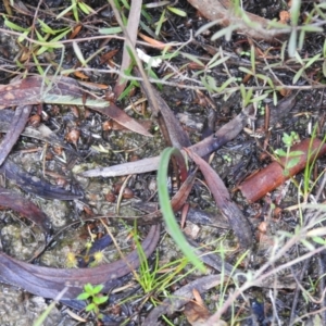 Thelymitra sp. at Carwoola, NSW - 1 Oct 2021