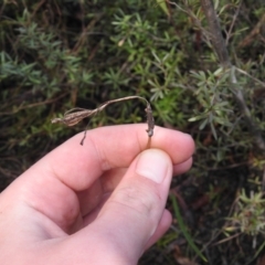 Thelymitra sp. at Carwoola, NSW - 1 Oct 2021