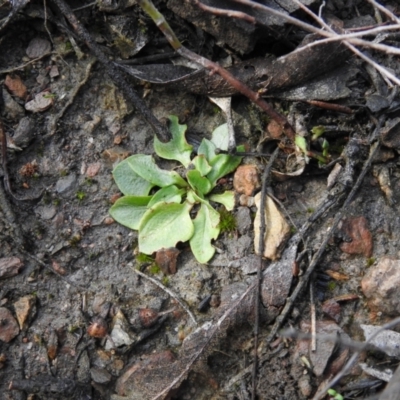 Pterostylidinae (greenhood alliance) (A Greenhood) at Carwoola, NSW - 1 Oct 2021 by Liam.m