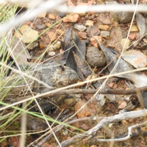 Pogona barbata at Carwoola, NSW - 1 Oct 2021