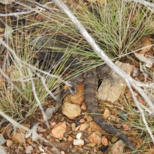 Pogona barbata at Carwoola, NSW - 1 Oct 2021