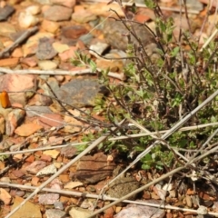 Eulechria electrodes (Yellow Eulechria Moth) at Carwoola, NSW - 1 Oct 2021 by Liam.m