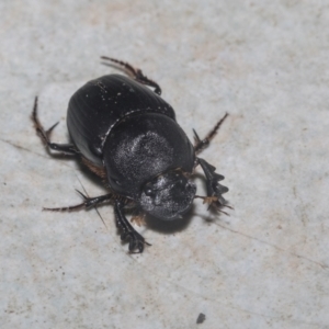 Onthophagus declivis at Higgins, ACT - 29 Sep 2021