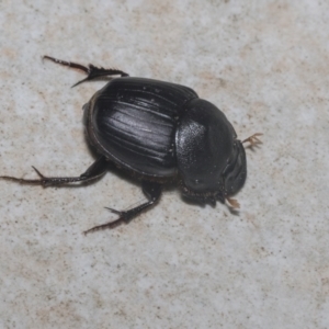 Onthophagus declivis at Higgins, ACT - 29 Sep 2021