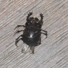 Onthophagus declivis at Higgins, ACT - 29 Sep 2021 10:05 PM