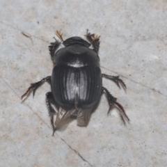 Onthophagus declivis at Higgins, ACT - 29 Sep 2021