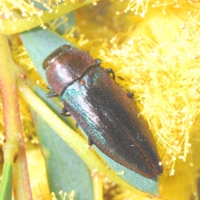 Melobasis thoracica (A jewel beetle) at Molonglo Valley, ACT - 27 Sep 2021 by Harrisi