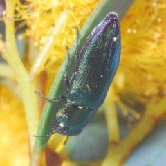 Melobasis obscurella (Obscurella jewel beetle) at Molonglo Valley, ACT - 27 Sep 2021 by Harrisi