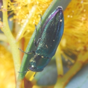 Melobasis obscurella at Molonglo Valley, ACT - 27 Sep 2021