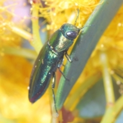 Melobasis obscurella at Molonglo Valley, ACT - 27 Sep 2021